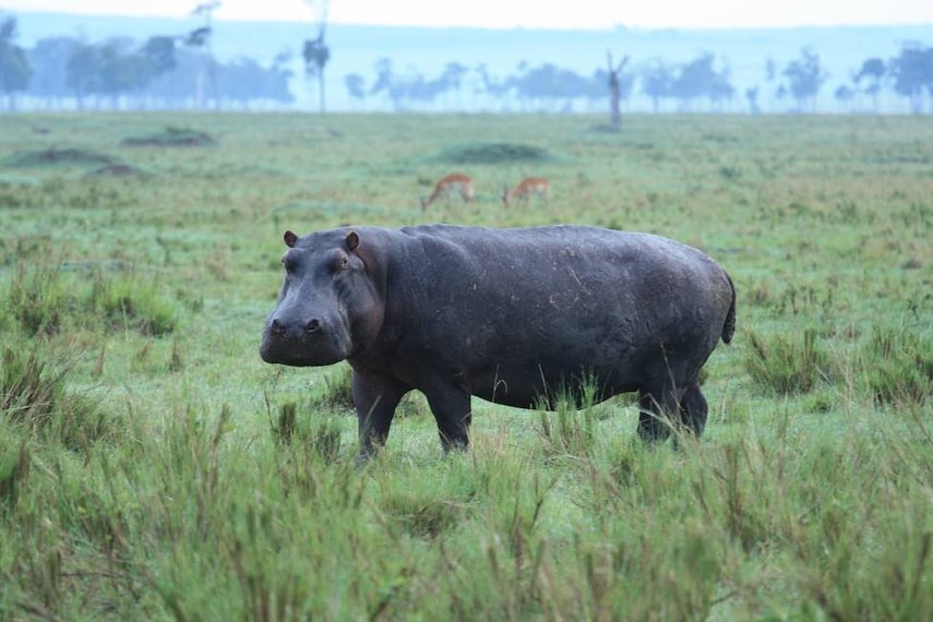 Maasai_Mara_Musiara_Swamp_5