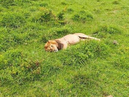 Ol Kinyei Conservancy