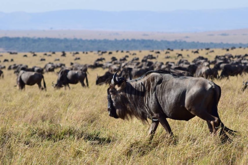 Maasai_Mara_Oloololo_Escarpment_4