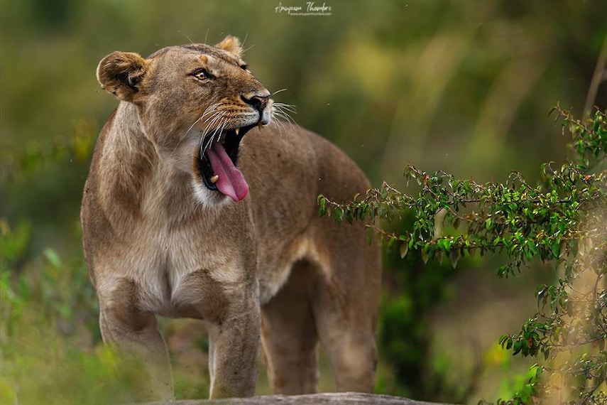 Maasai_Mara_Olypunyata_Swamp_10