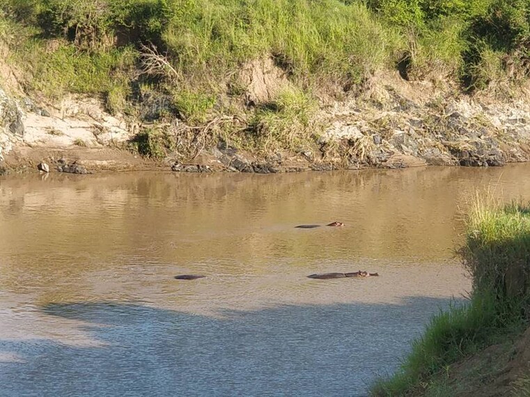 Maasai_Mara_Olypunyata_Swamp_5