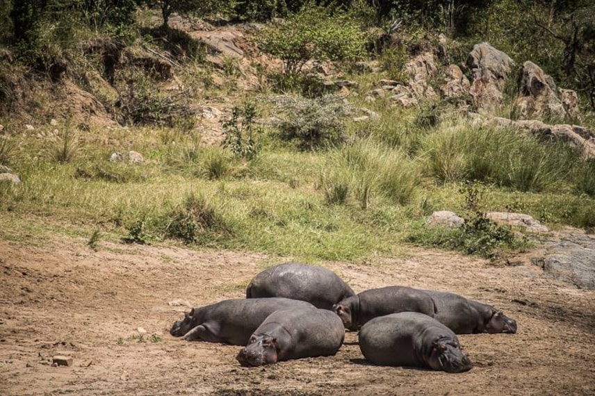 Maasai_Mara_Olypunyata_Swamp_7