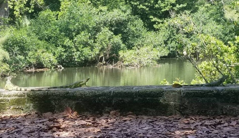 Miami_Greynolds_Park_9