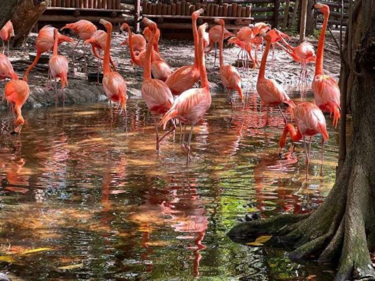 Miami_Jungle_Island_1