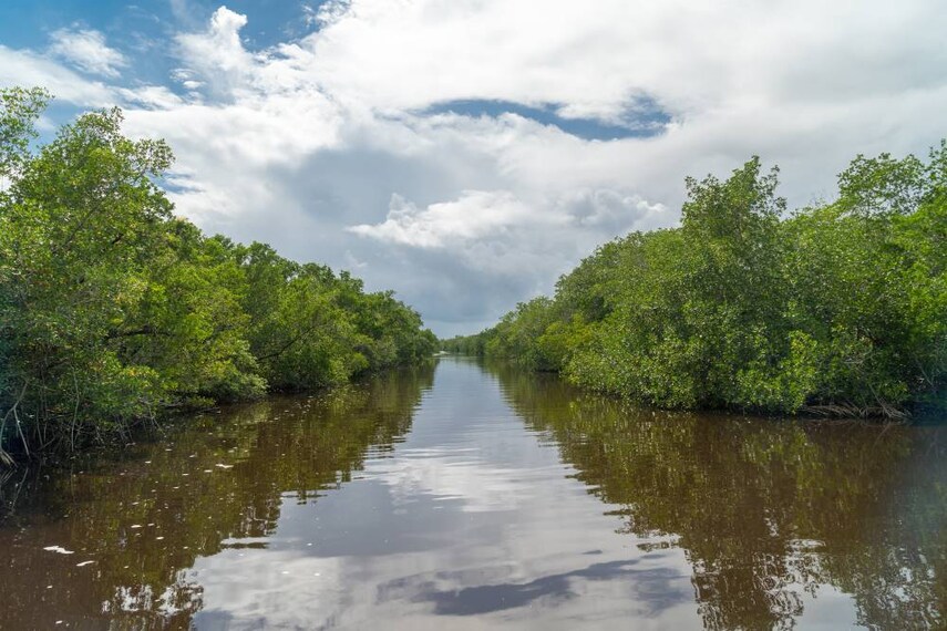 Miami_Mangrove_Forests_SS_1