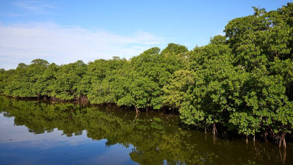 Miami_Mangrove_Forests_SS_3