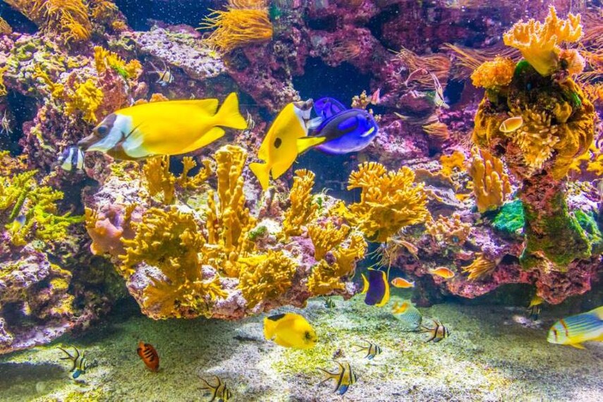 Monaco_Oceanographic_Museum_SS_1