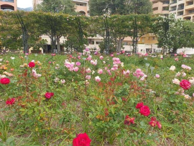 Monaco_Roseraie_Princesse_Grace_6