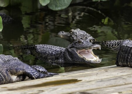 Gatorland