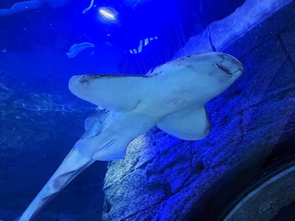 SEA LIFE Orlando Aquarium