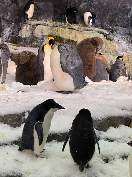 Orlando_SeaWorld_Orlando_4