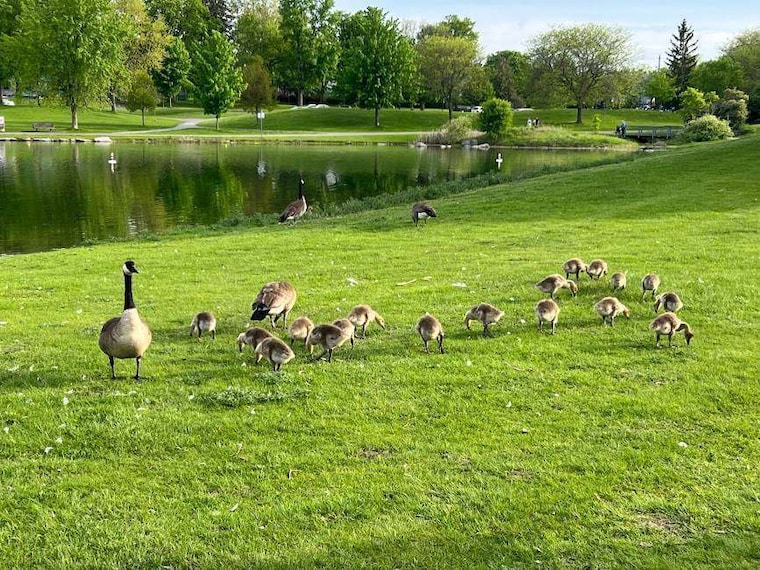 Ottawa_Andrew_Haydon_Park_3