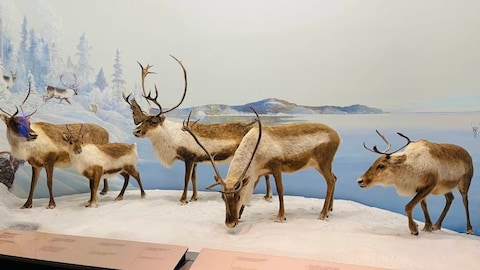 Canadian Museum of Nature