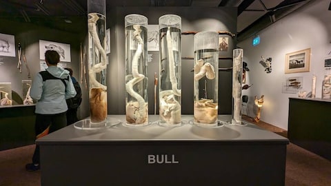 The Icelandic Phallological Museum