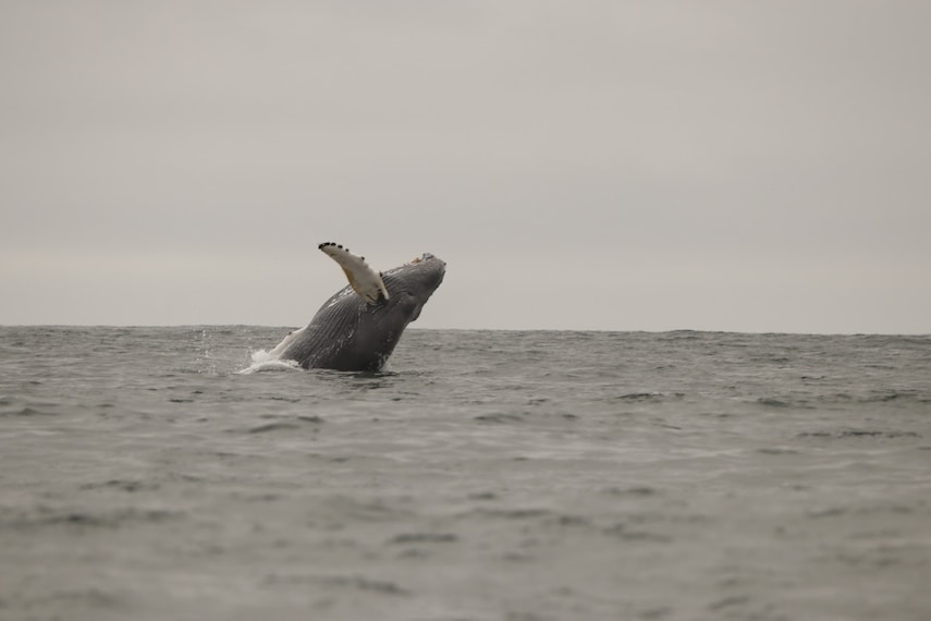 Reykjavik_Whale_Safari_2