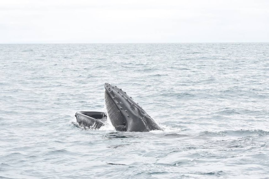 Reykjavik_Whale_Safari_5