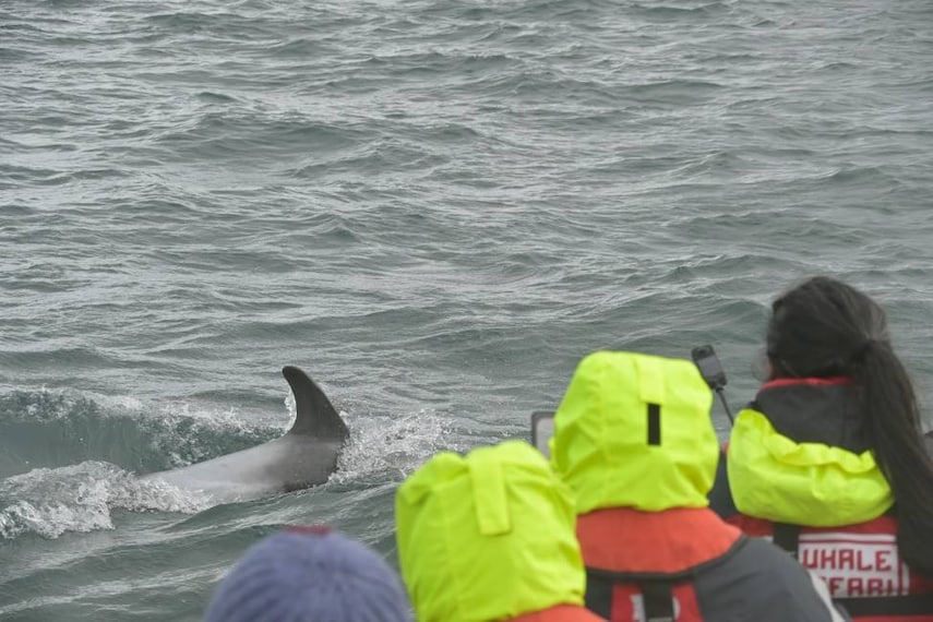 Reykjavik_Whale_Safari_6