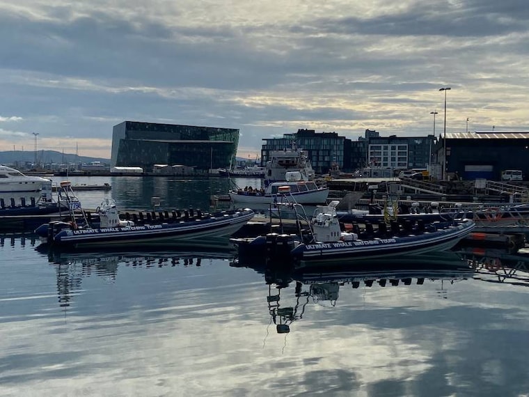 Reykjavik_Whale_Safari_8