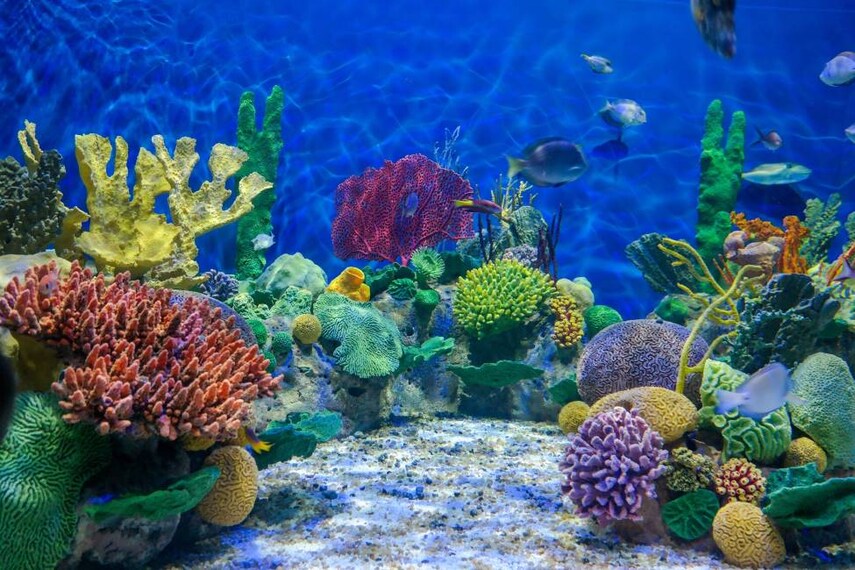 Rio_de_Janerio_AquaRio_1