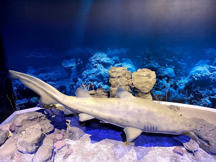 Rio_de_Janerio_AquaRio_4