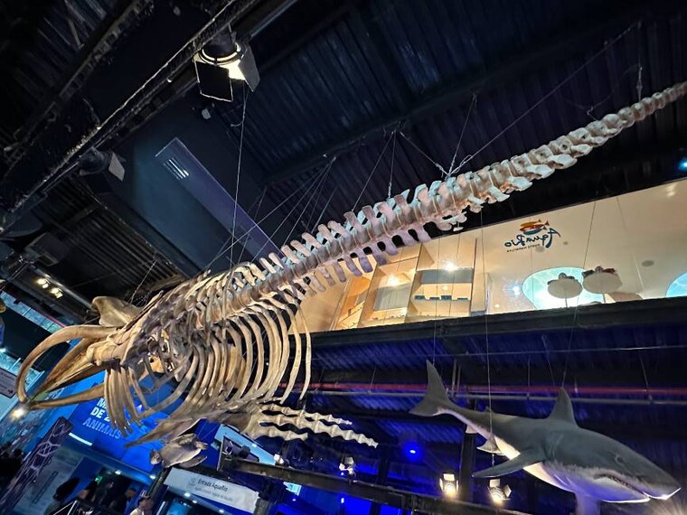 Rio_de_Janerio_AquaRio_7