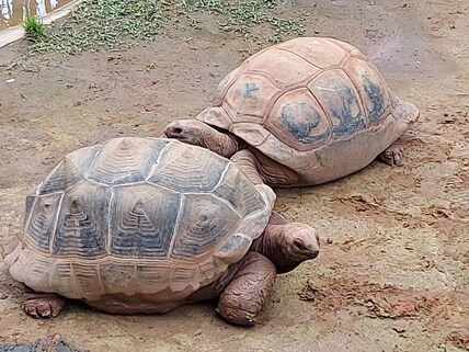 Zoologico de Sao Paulo