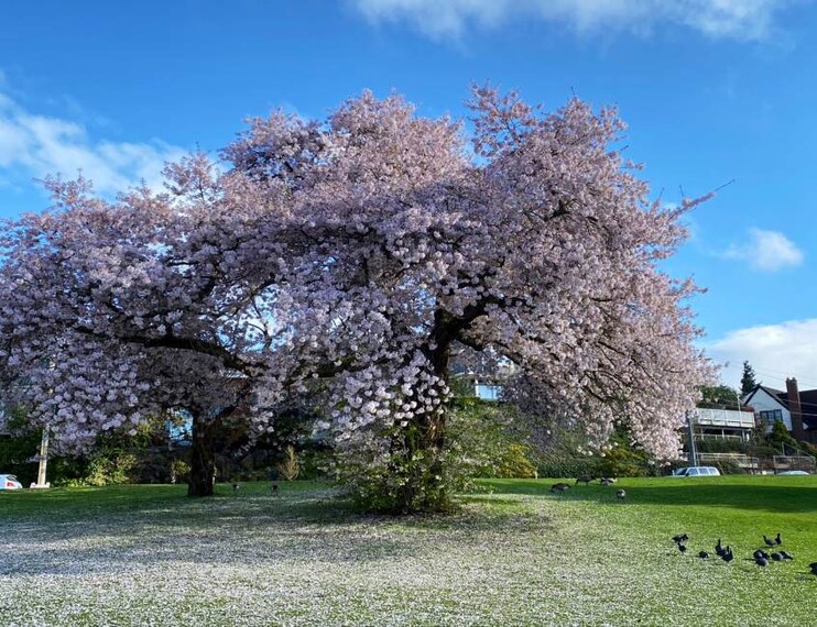 Seattle_Green_Lake_Park_3
