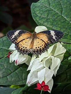 Pacific Science Center