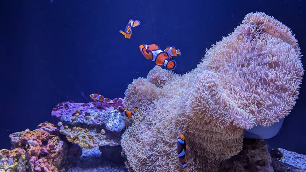 Seattle_Seattle_Aquarium_9