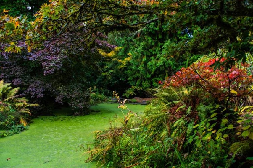 Seattle_Washington_Park_Arboretum_SS_2