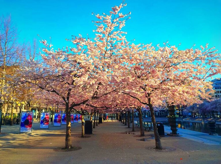 Stockholm_Kungstradgarden_1