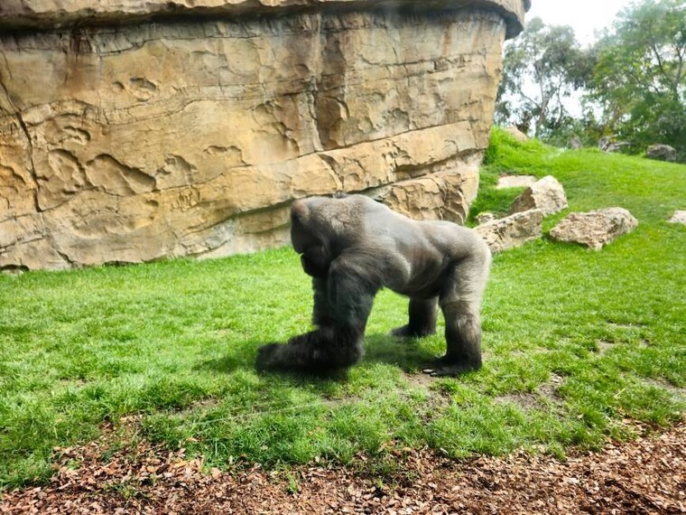 Valencia_Bioparc_Valencia_5