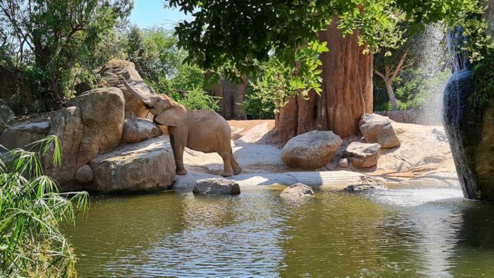 Valencia_Bioparc_Valencia_6