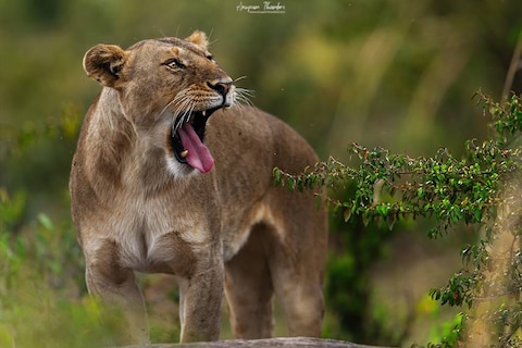 Game Drive Safari