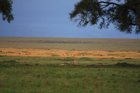 Musiara Swamp