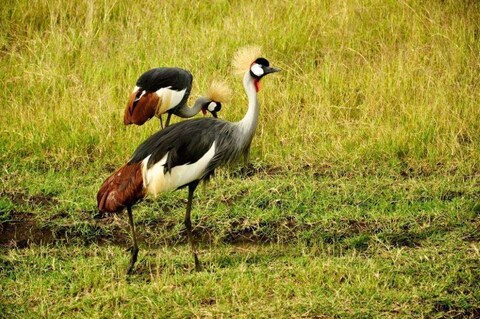 Walking Safari