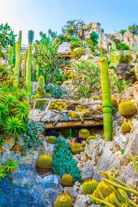 Exotic Garden of Monaco
