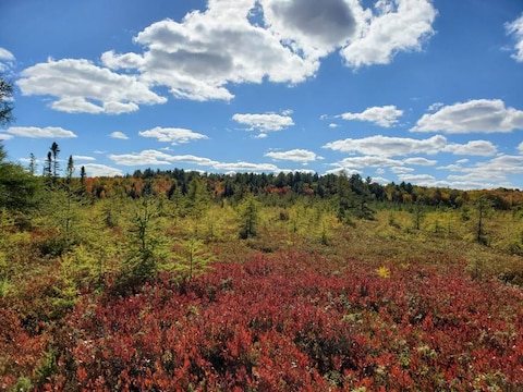 Mer Bleue Bog