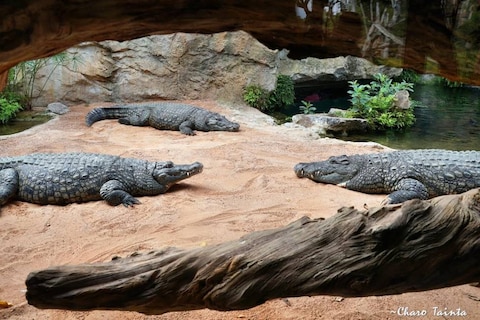 Bioparc Valencia