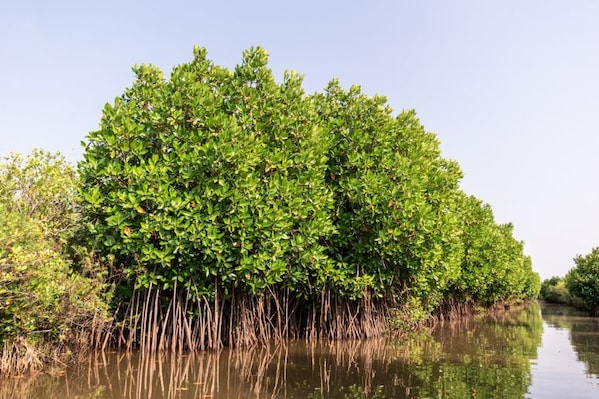 chidambaram_landscape_7