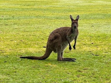 Adelaide_Belair_National_Park_3