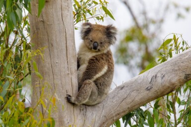 Adelaide_Belair_National_Park_4