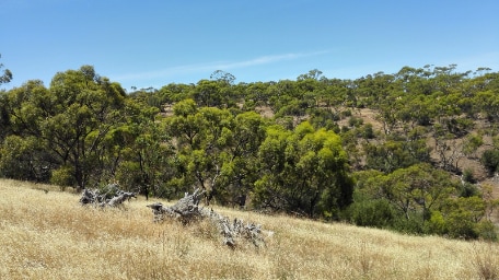 Adelaide_Cobbler_Creek_Recreation_Park_1