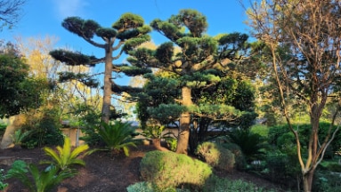 Adelaide_Himeji_Garden_6