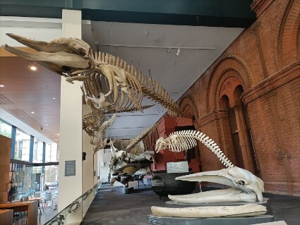 Adelaide_South_Australian_Museum_5