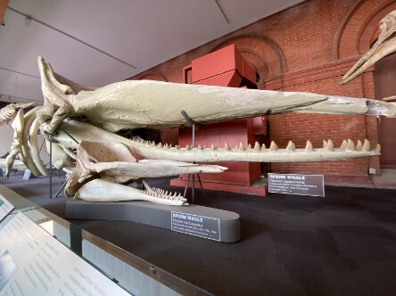 Adelaide_South_Australian_Museum_6