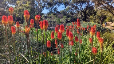 Adelaide_Wittunga_Botanic_Garden_4
