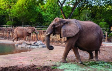Atlanta_Zoo_Atlanta_5