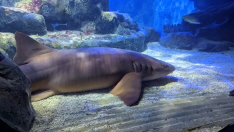 Birmingham_National_SEA_LIFE_Centre_Birmingham_3
