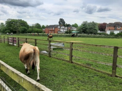 Birmingham_Sheldon_Country_Park_&_Old_Rectory_Farm_3